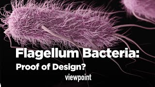 The Flagellum Bacteria: Proof of Design?