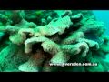 Diving the great barrier reef  liveaboard oceanquest from cairns
