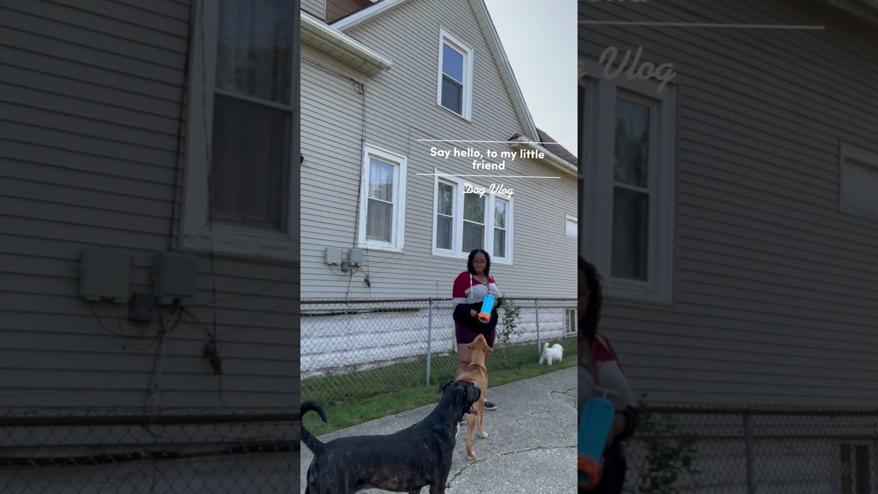 Gotta get creative when throwing their toys across the yard lol 