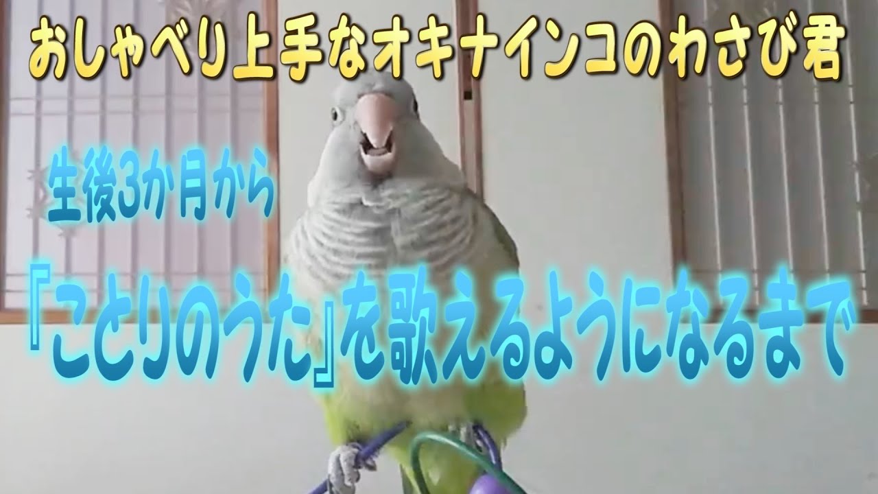本店 おしゃべりインコ3 850円 Abamedyc Com