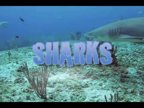 SHARKS- 1/12/11