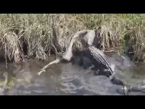 Alligator attacks python in the Everglades