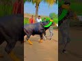 Badshah king of jalna kar bro 👑🔥👑 binjod ka Badshah king 😈 #badshah #bull #king #takkar #jalnakar