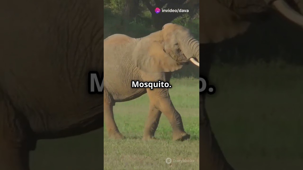 Top 5 Deadliest Animals on Earth!  