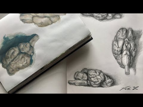 The Brain Visualization Project