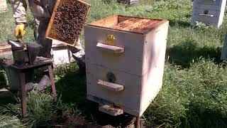 Возле пчел на протяжении лета до начала медосбора
