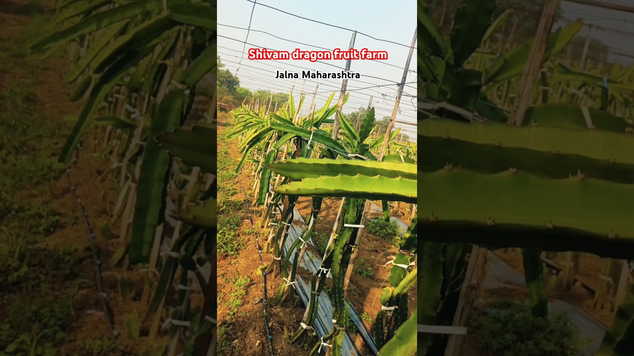 Shivam dragon fruit farm 