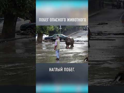 Смотрите Как Бегемот