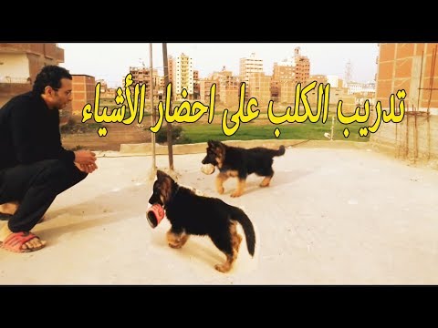 فيديو: رعاية الكلب الحامل والتسليم