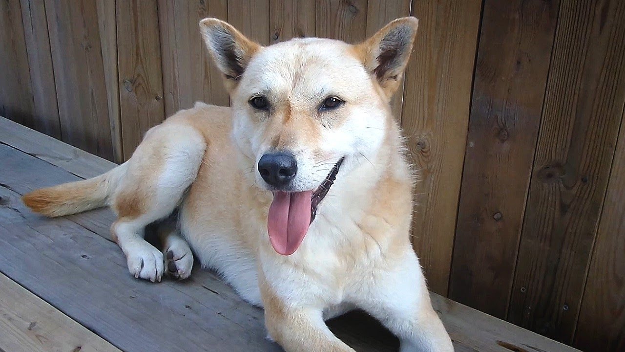 Gang-geum is a cute and pretty girl puppy 애완동물 칩