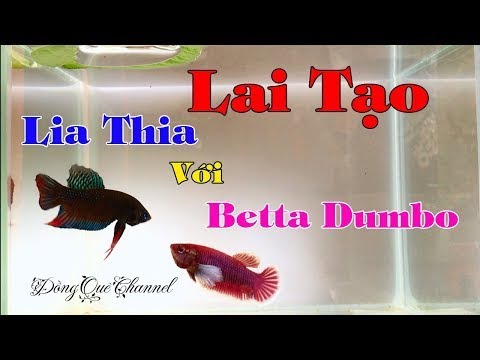 Video Thử Ghép Đôi Cá Betta DUMBO LAVENDER Và CÁ LIA THIA... - youtube