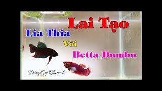 Thử Ghép Đôi Cá Betta DUMBO LAVENDER Và CÁ LIA THIA ĐỒNG Và Kết Quả Bầy Con┃Đồng Quê Channel screenshot 5