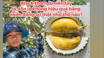 Nhận Vườn làm trái , Musangking & Black thorn cái bè, tiền giang