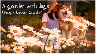 #41.May's garden in full bloom with Shasta-Daisy🌼ㅣGardening with Puppies ㅣa country garden in Korea by 꽃을 든 강쥐 8,363 views 3 weeks ago 15 minutes