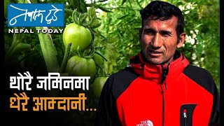 थोरै जमिनमा धेरै आम्दानी - Tomato farming | NEPALTODAY