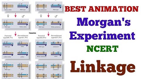 #Genetics#NEET Morgan