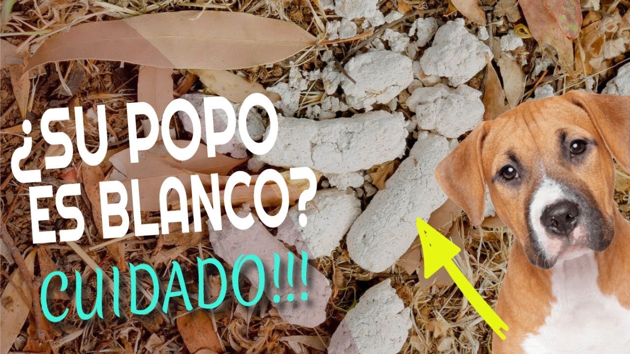  POR QU Las HECES De TU PERRO Es BLANCO YouTube
