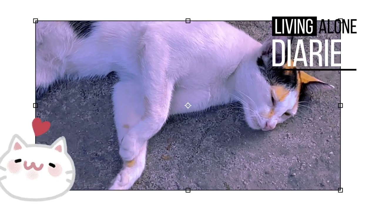 Cat Chronicles: Whiskers of Wonder in Everyday Life