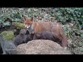 fox cubs and vixen