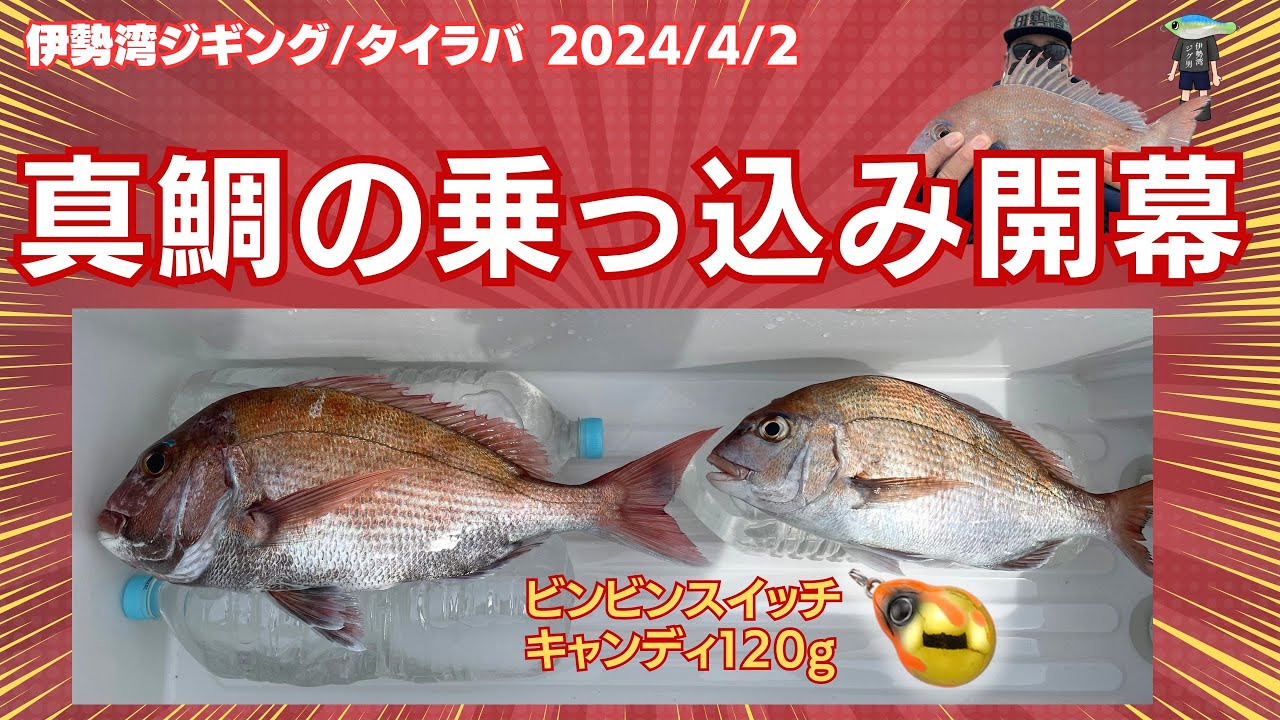 伊勢湾ジギング/タイラバ 2024/4/2 真鯛のっこみシーズン開幕 ビンビン