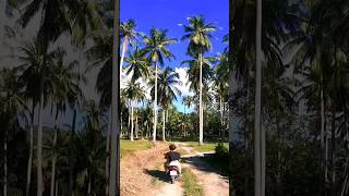 Koh Phangan videomuz yayında tayland thailand kohphangan kohsamui youtubeshorts youtube