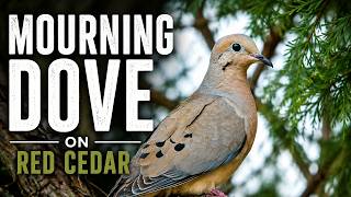 Mourning Dove On a Red Cedar