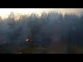 В Новосибирской области горит лес!