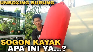 Unboxing BURUNG SOGON Harga TIGA JUTA ..!! Burung Sogok Ontong seperti apa‼️