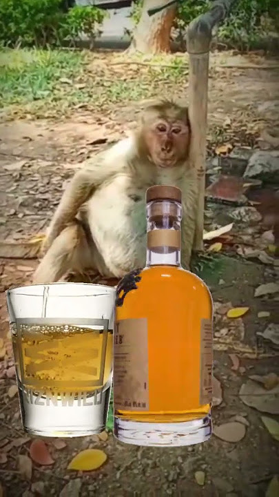 #alcohol #alcohollover #cheers #liquor #whiskey #monkey #fun #funreels #pets