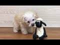 104511 ティーカップ・プードル ♀ ペットショップ犬の家&猫の里 豊川インター店