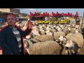 حولي العيد عند الكساب با محمد بجماعة اولاد صغير اقليم سطات الرجل الطيب و الحولي يا سلام
