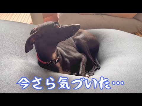 iPhoneのすごい機能に今更気づいた【ミニピン】【イタグレ】