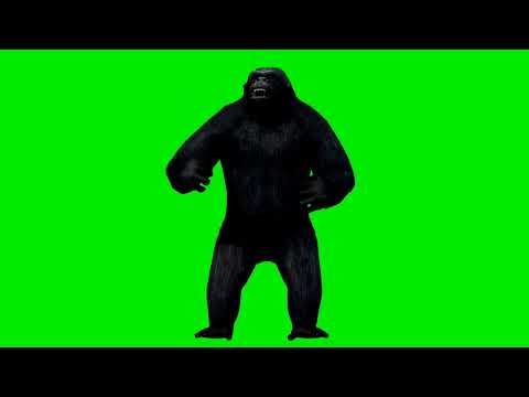 Gorilla Angry Green Screen Chroma Key Gorilla Green Screen Background Video ग र ल ल 