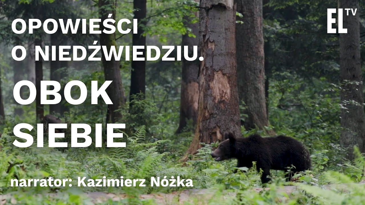 Opowieści o niedźwiedziu. Obok siebie. Narrator: Kazimierz Nóżka