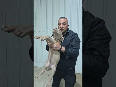 بنت الكلب كريزي نسخه عن ابوها مع العمواسي