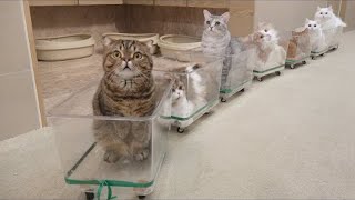 Funny Cat Memes Compilation Of 2022 #58 | Funny Cat Memes Try Not To Laugh Clean by Animal Society 1 view 1 year ago 4 minutes, 6 seconds