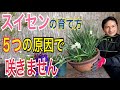 【スイセン】お花を咲かせるための５つの対策を実践で解説します！【園芸】【ガーデニング】