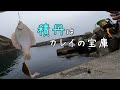 夕マズメにカレイ連発！日本海は眠らない