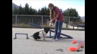 Micro Pig doing tricks  Pumbaa, worlds smartest pig