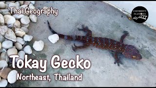 Tokay Gecko | Barking Thai Lizard | Northeast Thailand | Thai Geography | University Filmworks