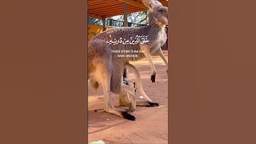 هاذا خلق الله سوره لقمان الايه 11 القارى