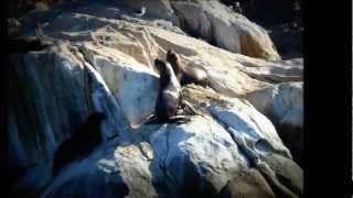 LOS MEJORES MOMENTOS EN COQUIMBO - CHILE