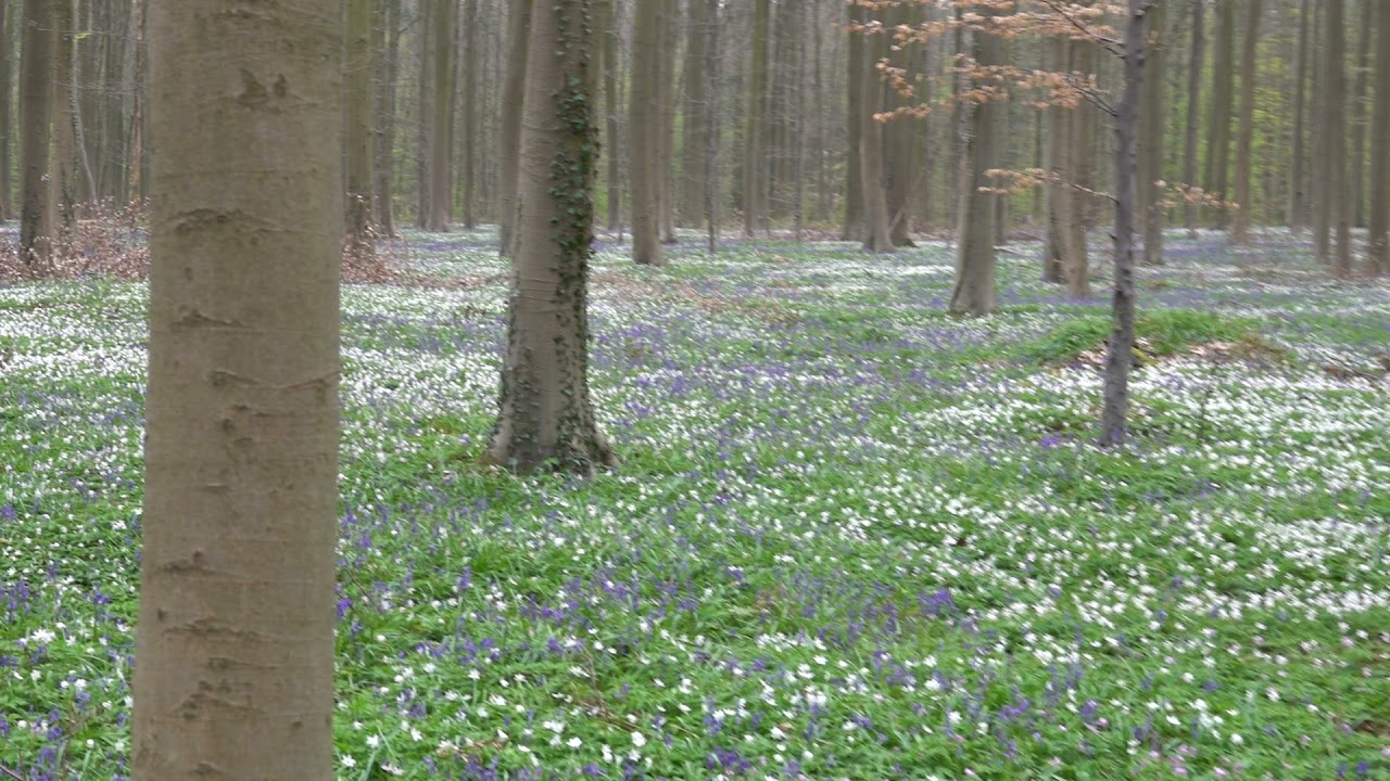 Le Hallerbos ou Bois de Hal - 19 avril 2021