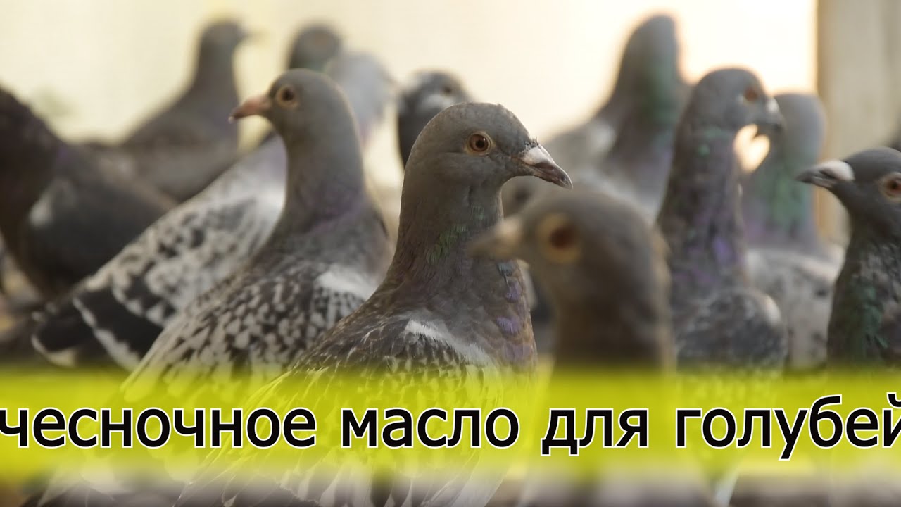 Готовим чесночное масло для голубей. Закончилась линька. Добавляем 