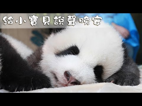 《熊貓早晚安》給小寶貝說聲晚安 | iPanda熊貓頻道