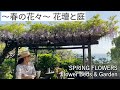 #49 ～春の花々～ 花壇と庭 “SPRING FLOWERS” Flower Beds & Garden