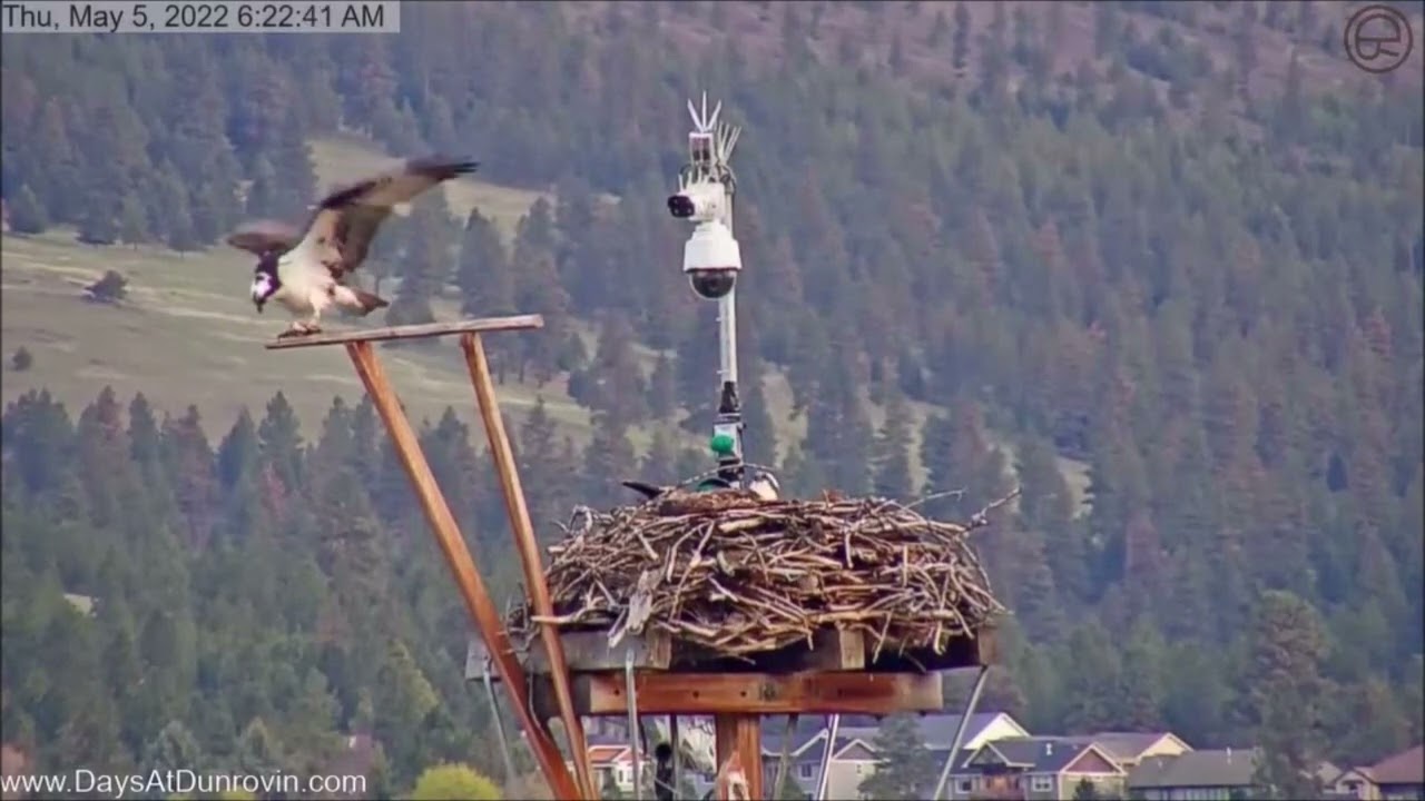 Dunrovin Ranch Osprey Video_2022-05-05_073421-Intruder on Nest..Traveling Fish