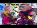 Baby Monkey Sam and Asher hungrily can't wait Daddy give fruits for him