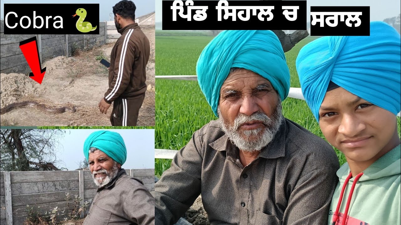 ਪਿੰਡ ਸਿਹਾਲ ਚ ਸਰਾਲ 🐍 ਖੇਤਾਂ ਚ 15 ਫੁੱਟ ਬੜਾ ਸੱਪ ਕੋਬਰਾ। ਕਿੱਥੋਂ ਆਇਆ ?