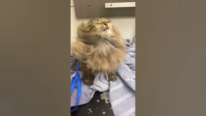 His favorite part of the grooming process